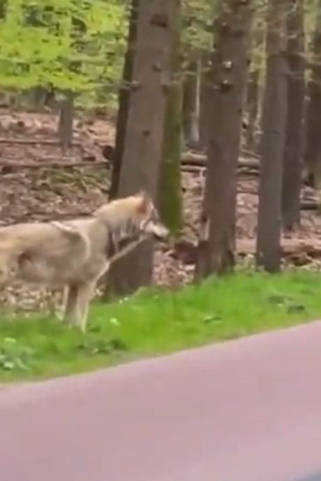 Nieuwsgierige wolf mag beschoten worden met paintballkogels, Gelderland verleent vergunning