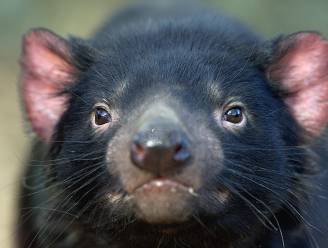 Kan groepje Tasmaanse duivels soort redden van ondergang?