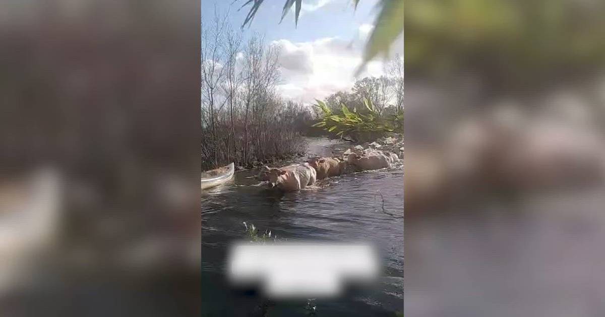 50 cows rescued from their “island” after floods in France, thanks to kayaks with straw |  The best thing on the internet