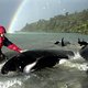Aangespoelde walvissen Nieuw-Zeeland dood