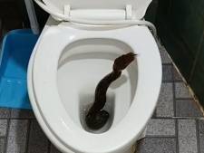 Scène terrifiante en Thaïlande: il découvre un python dans ses toilettes