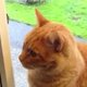 The cat always rings twice: deze kat weet precies hoe hij moet aanbellen
