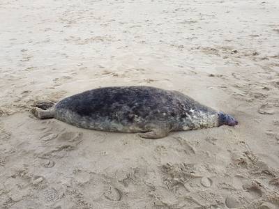 Mysterieuze sterfte onder volwassen zeehonden in Zeeland