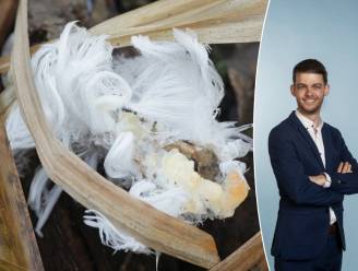 Uitdaging voor je volgende boswandeling: spot het zeldzame ‘ijshaar’