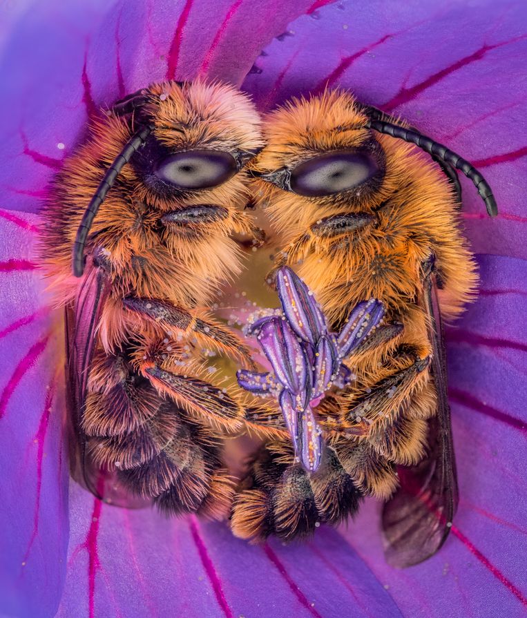 Emigreren Egoïsme Trend Prijs voor beste natuurfoto gaat naar twee wilde bijen die knus slapen in  een bloem