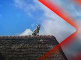 Labrador klimt op dak van huis • Extinction Rebellion voert actie bij ForFarmers