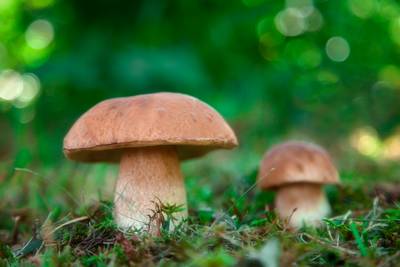 Er zijn weer paddenstoelen, zo scharrel je je avondmaal bij elkaar: ‘Veel zijn lekker van smaak’