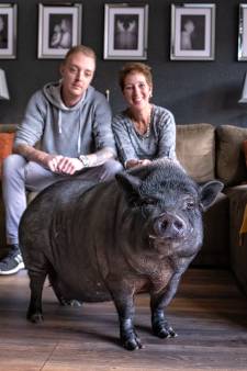 Bea is 80 kilo en onderdeel van dit gezin: ‘Mensen denken dat varkens vies zijn en stinken’