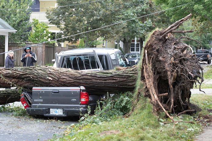 Een boom is door het natuurgeweld ontworteld en heeft een truck totaal vermorzeld in Halifax, in de Canadese provincie Nova Scotia.