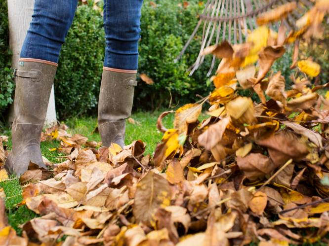 Schepen roept op om bladeren te laten liggen, maar is dat wel goed voor je gazon? Onze tuinexperte geeft advies