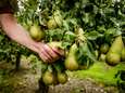 Impact van hitte voorlopig beperkt voor Belgische appel- en perenoogst