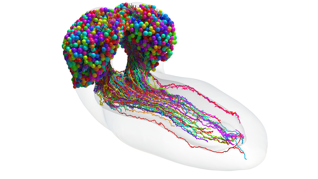 Alle 3016 zenuwcellen van het fruitvliegbrein. Beeld Johns Hopkins University/University of Cambridge