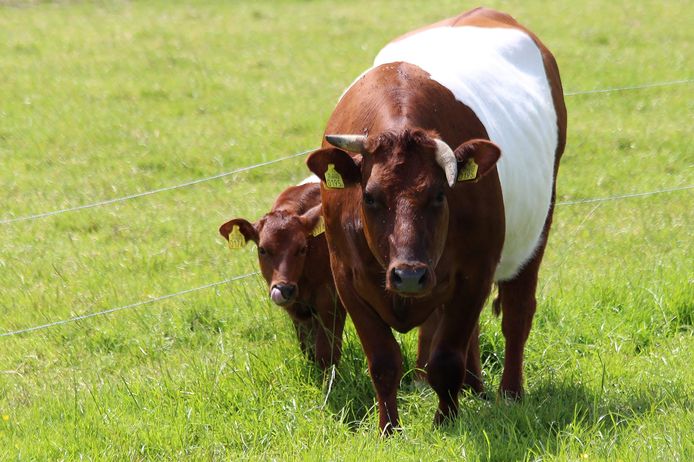 partitie T petticoat Boer zet koeien te koop op Facebook | Achterhoek | gelderlander.nl