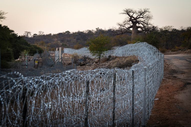 De Zuid-Afrikaanse regering heeft aan het begin van de lockdown een veertig kilometer lang hek langs de grens met Zimbabwe gepaatst. Het grenshek heeft 2 miljoen euro gekost. Beeld Bram Lammers