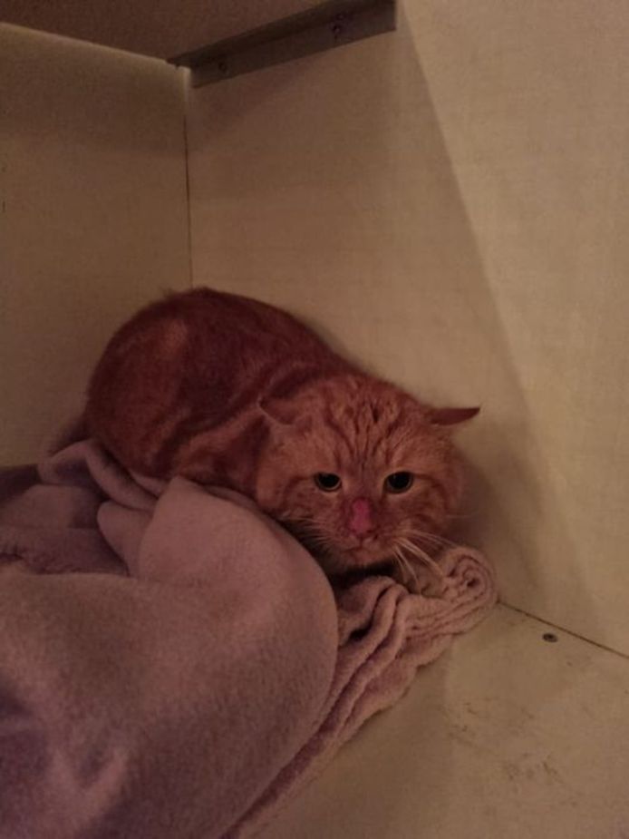 De rode kater is door het voorval uiterst schuw en moet in een verduisterd verblijf tot rust komen.