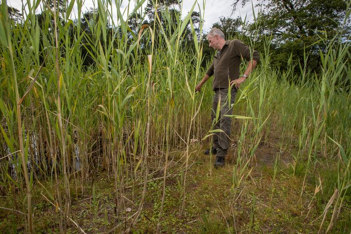 Boswachter Michiel Schaap bekijkt de gevolgen van aanhoudende droogte voor de natuur op De Velhorst. Dit vennetje is bijna helemaal drooggevallen.