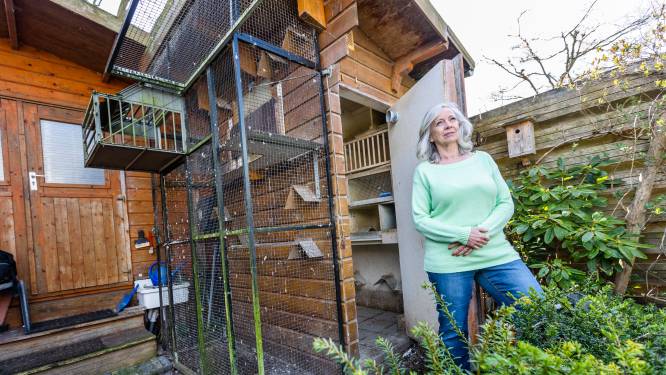 Duivenhok van Juliette na achttien jaar leeg: ‘Ik ga mijn conditie zo goed mogelijk opbouwen’