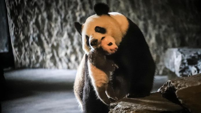 Archiefbeeld: Pandamama Hao Hao en haar baby vorig jaar in Pairi Daiza.