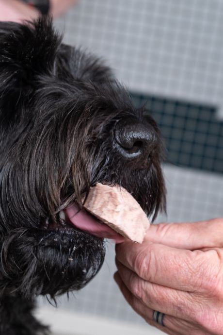 Leverworst op een stokkie: bij deze ijssalon is ‘blafijs’ voor honden niet aan te slepen