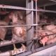 “Dieren pikken elkaar volledig kaal door stress”: Animal Rights maakt sombere beelden in kippenbedrijf