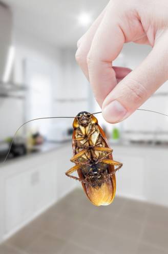 “Ze planten zich extreem snel voort, kunnen zich goed verstoppen en zijn alleseters”: zo kan je kakkerlakken toch voorkomen én bestrijden