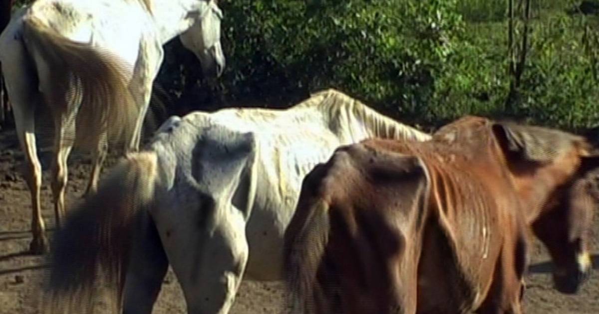 Gaia hekelt lijdensweg Roemeense en Argentijnse slachtpaarden | | hln.be