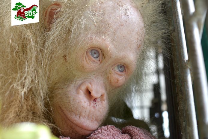 De albino orang-oetan