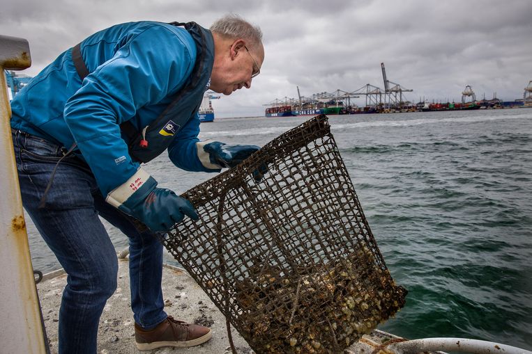 Tom van der Have onderzoekt de oesters in de haven van de Maasvlakte. Beeld Arie Kievit