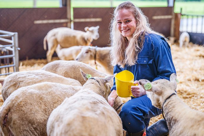 Een monsterklus, dat is de campagne die deze week start om schapen en runderen te vaccineren tegen blauwtong. Ook student Annelies Lap is beschikbaar voor het handwerk.