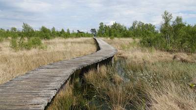 Dauwtrappen in De Groote Peel op Hemelvaartsdag