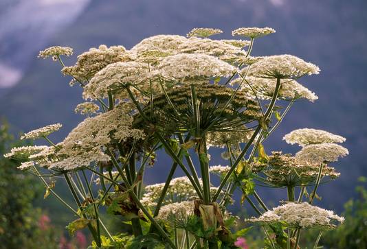 Reuzenberenklauw (Heracleum mantegazzianum)