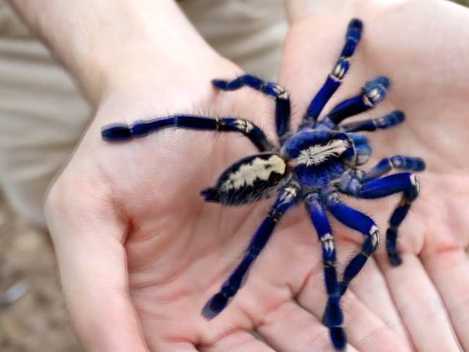 Maak kennis met de blauwe tarantula
