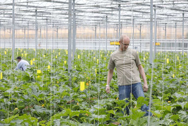 Bert Doelman in zijn bedrijf. Beeld Inge van Mill