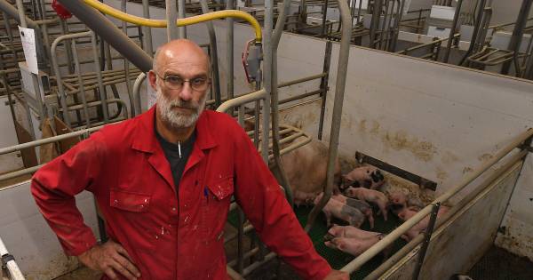 Varkenshouder Gerbert Oosterlaken vreest nieuwe varkenspest
