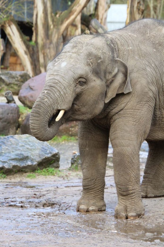 DierenPark Amersfoort