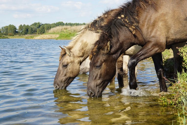 Paarden in de Millingerwaard bij Nijmegen. Beeld Twan Teunissen