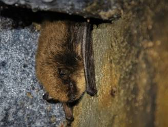 Leer bij over vleermuizen tijdens infoavonden in Fort van Oelegem