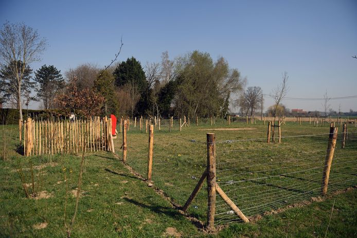 Hondenloopweide in Herent.