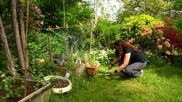 Caroline Heijkoop tuiniert bij volkstuinvereniging Amstelglorie.