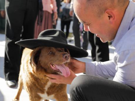 Groot feest voor oudste hond ter wereld: Bobi blaast 31 kaarsjes uit