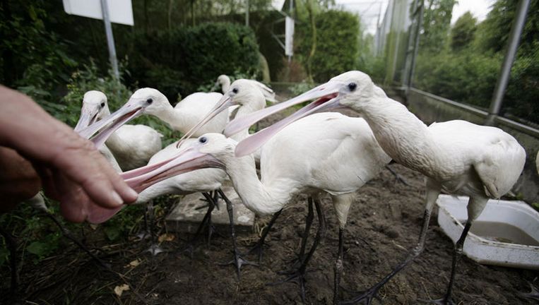 Mooie en grote dieren beter beschermd | Het Parool
