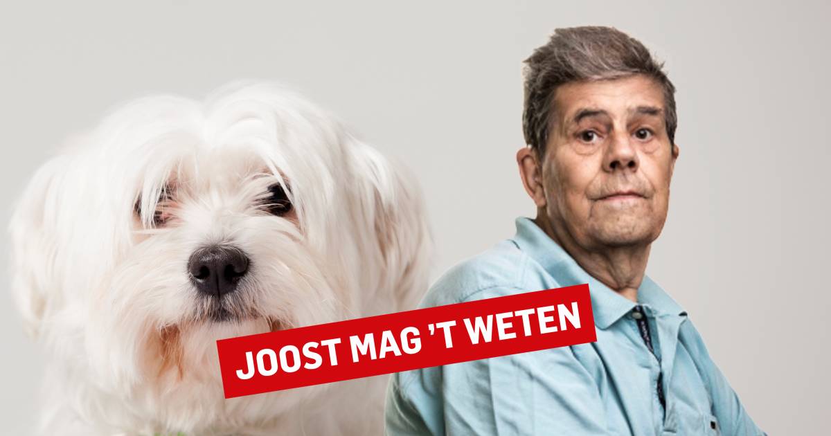 Mijn vrouw wil weer een hondje, terwijl we moeilijk ter ...