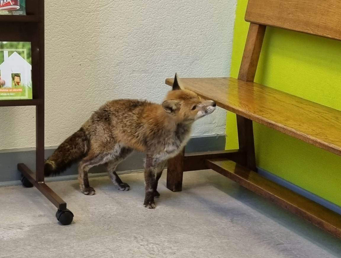 Ce vendredi matin, un renard s'est introduit dans le commissariat de police de Huy.