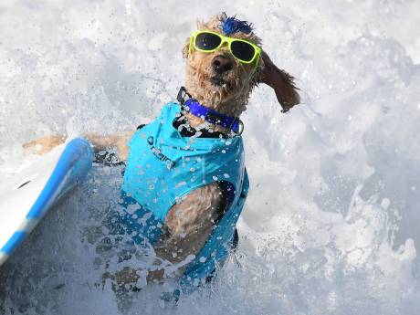 Fotoserie: Surfhondjes kennen geen plankenkoorts