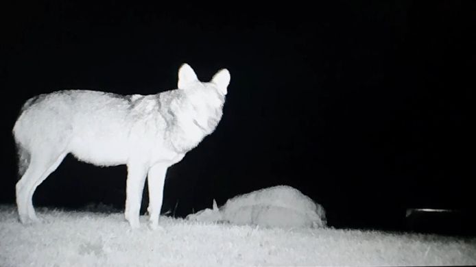 Still uit de video van de wolf die vorige week toesloeg in de Ooijpolder. Dit dier zou inmiddels naar het zuiden kunnen zijn afgezakt, maar alleen met dna kan dat onomstotelijk vast komen te staan.