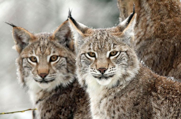 In de negentiende eeuw was de lynx in Europa bijna uitgestorven. Inmiddels gaat het beter, maar de populatie is nog niet op peil. Beeld WDR