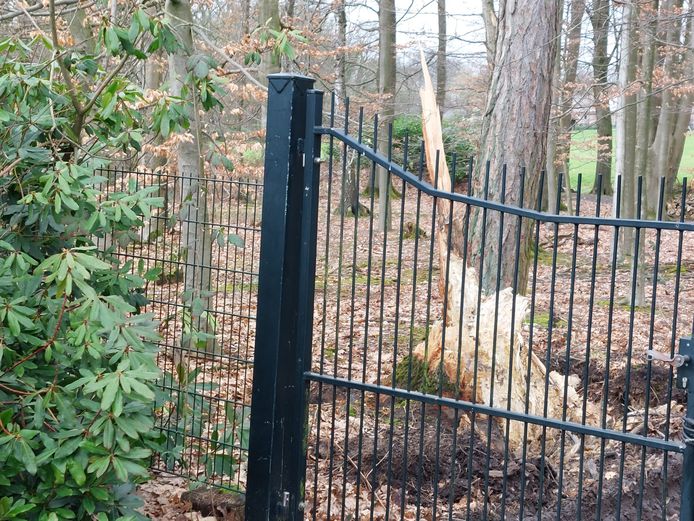 Het restant van de eik die zondagmiddag een vrouw op de Rhododendronlaan van haar fiets zwiepte, waardoor ze met zwaar lichamelijk letsel naar het ziekenhuis moest.