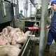 Intelligente camera moet slachtvarkens beter beschermen tegen pijn en stress