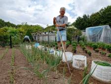 Moestuin verliest het van slakken en regen