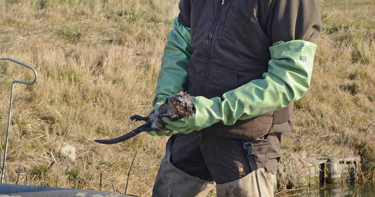 Eindelijk vindt de rat zijn waterloo